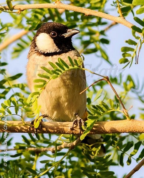 White-eared Bulbul - ML378766611