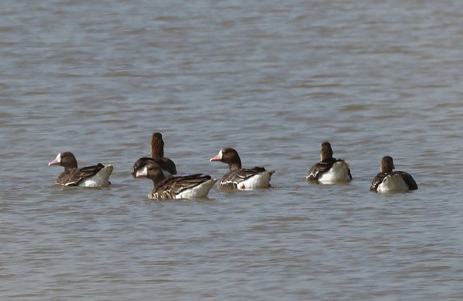 Greater White-fronted Goose - ML378766801