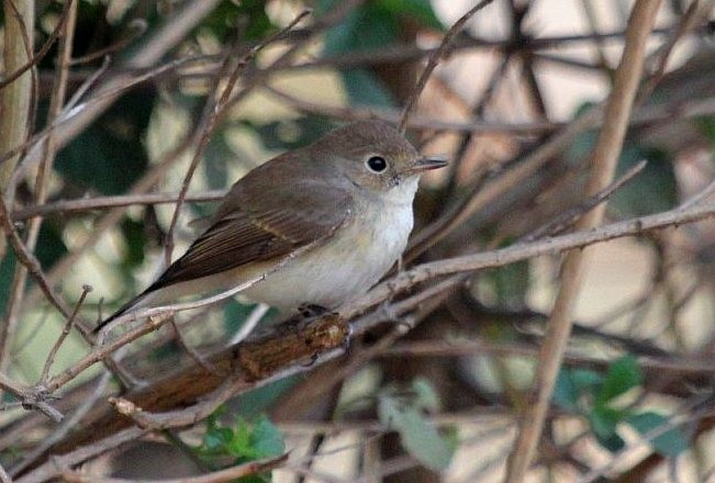 Red-breasted Flycatcher - ML378767161