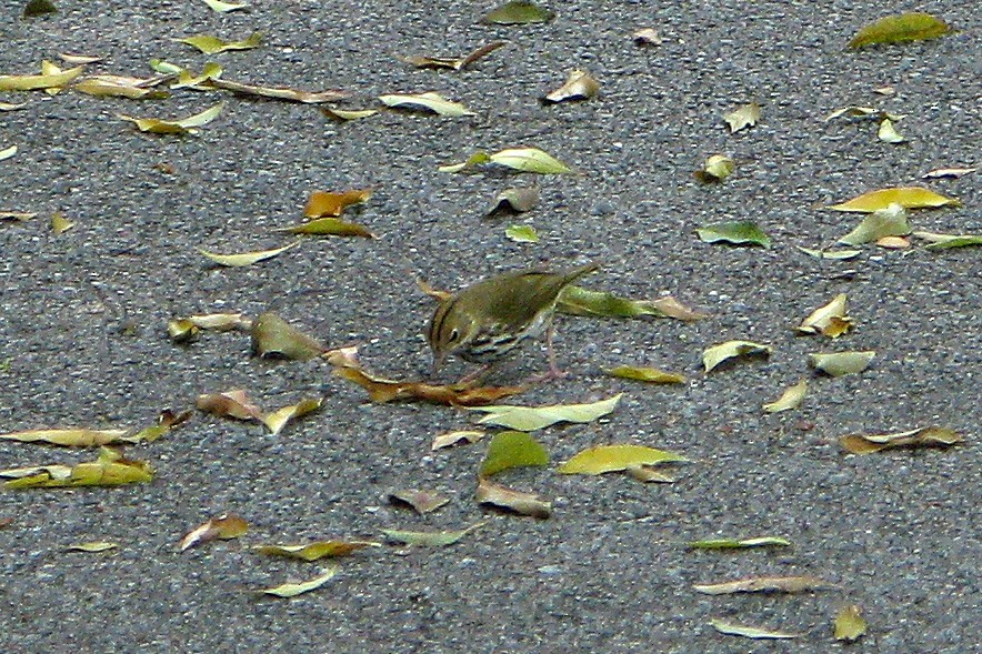 Ovenbird - ML37876751