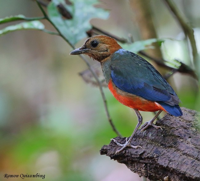 Philippinen-Blaubrustpitta [erythrogaster-Gruppe] - ML378767921