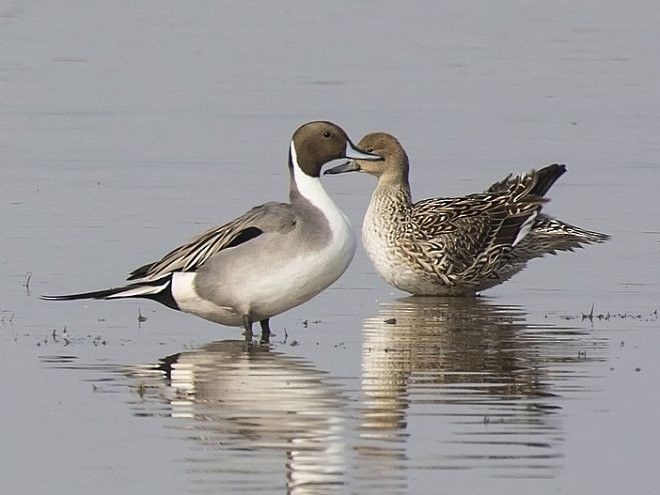 Northern Pintail - ML378768011