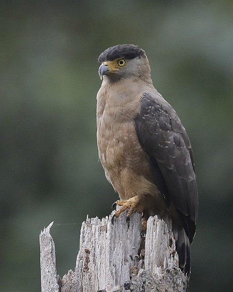 Nicobar Serpent-Eagle - ML378768781