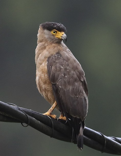 Nicobar Serpent-Eagle - ML378768811