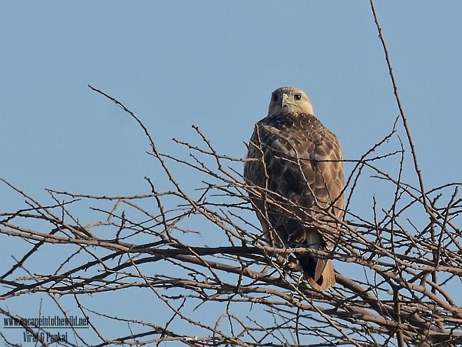 Long-legged Buzzard (Northern) - ML378768821