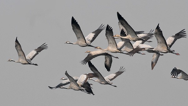 Common Crane - ML378768831