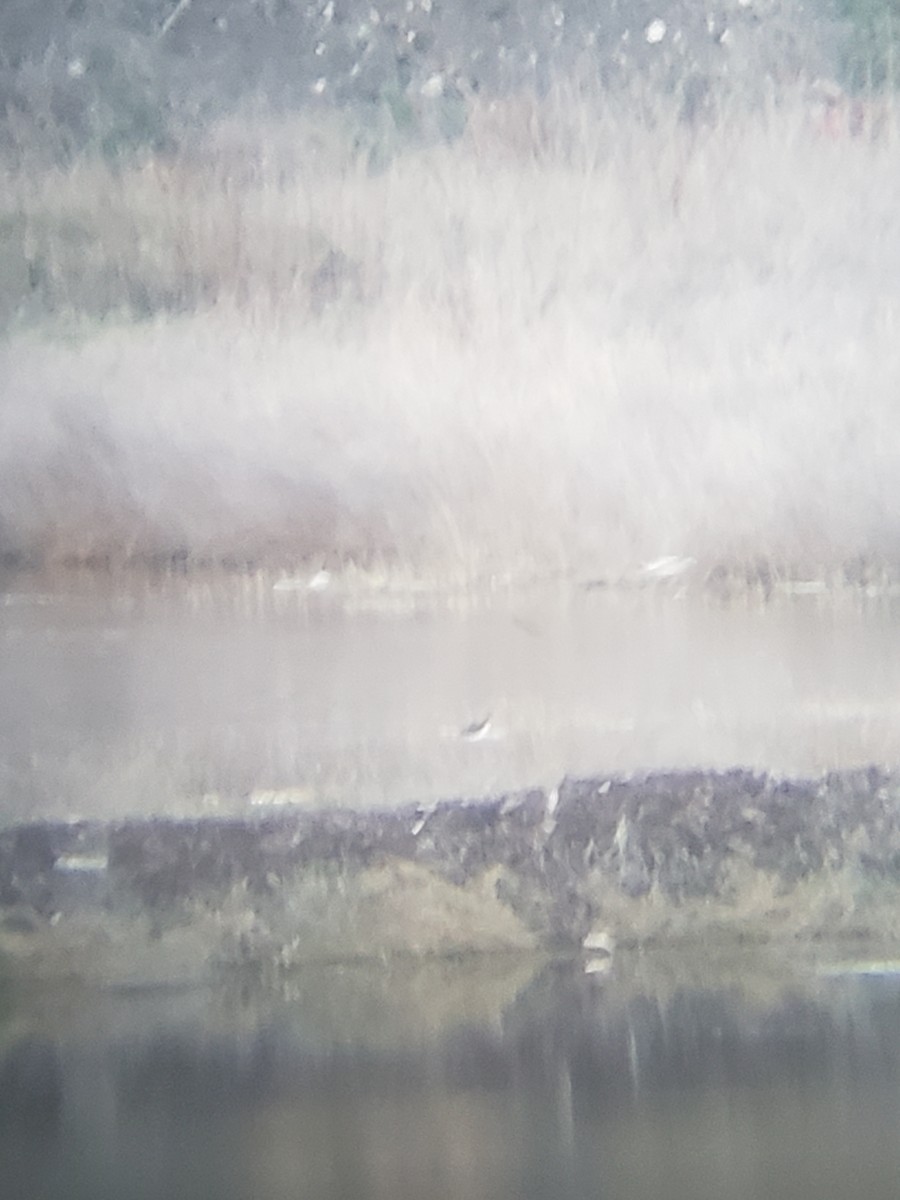 Black-necked Stilt - ML378769201