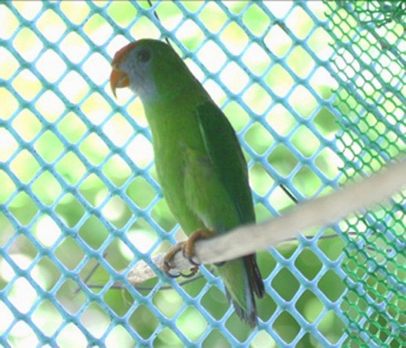 Camiguin Hanging-Parrot - ML378769471