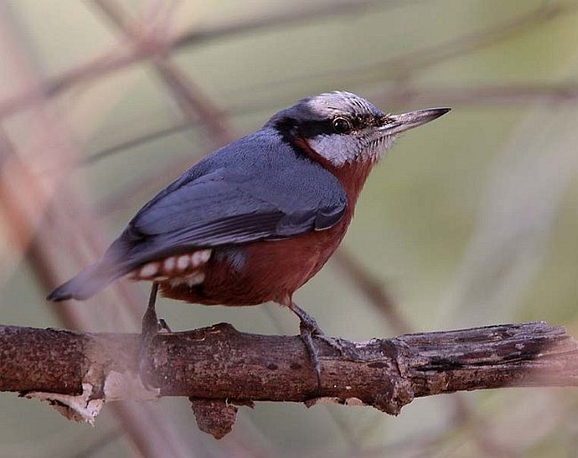 Chestnut-bellied Nuthatch - ML378769881