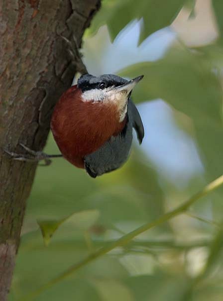 Chestnut-bellied Nuthatch - ML378769901