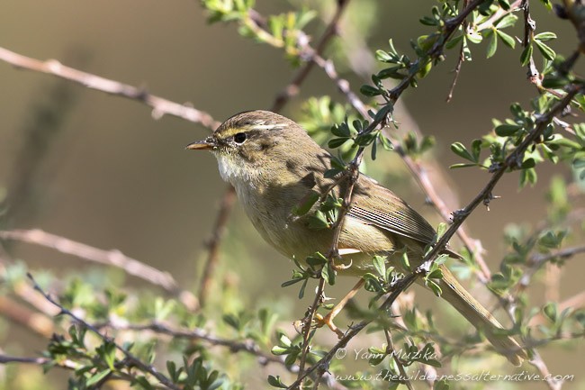 Yellow-streaked Warbler - ML378770191