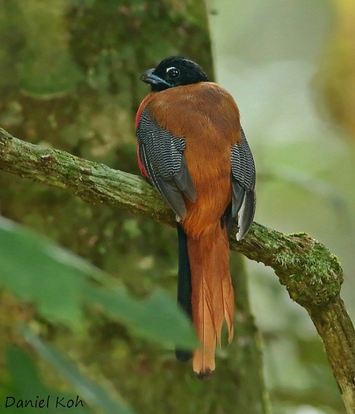 Cinnamon-rumped Trogon - ML378770411