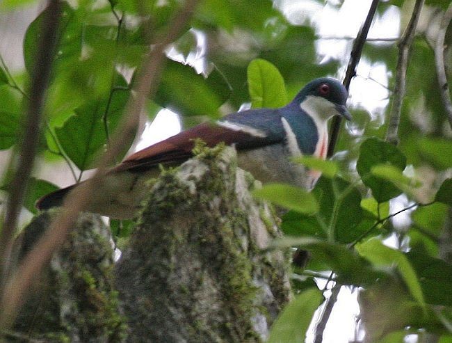 Negros Bleeding-heart - ML378771671