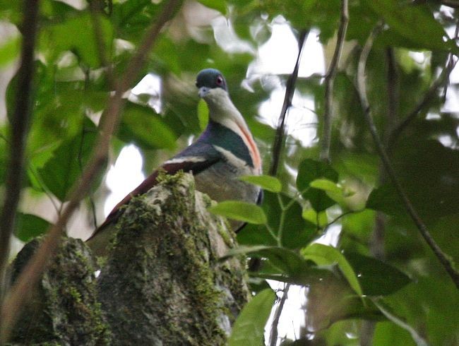 Negros Bleeding-heart - ML378771681