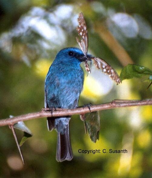 Nilgiri Flycatcher - ML378772061