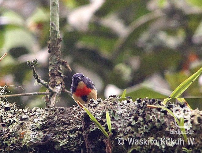 Blood-breasted Flowerpecker (Blood-breasted) - Waskito Kukuh Wibowo