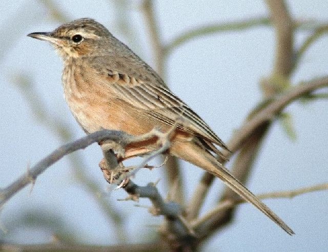 Long-billed Pipit (Persian) - ML378772321