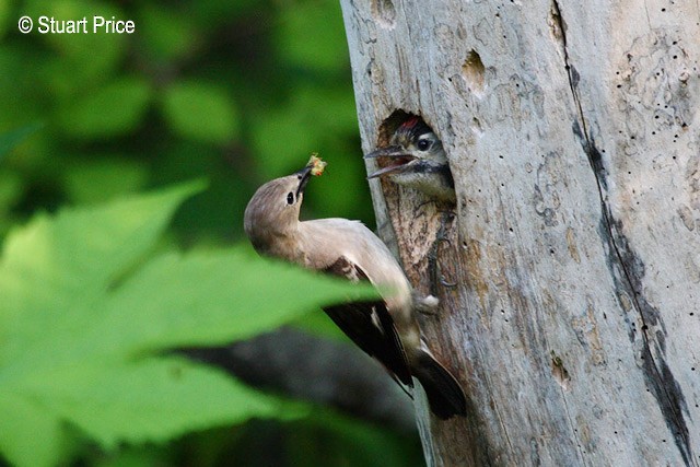 Chestnut-cheeked Starling - ML378772341