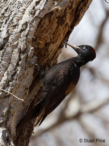 Black Woodpecker - ML378772391