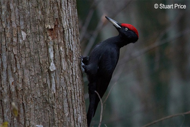 Black Woodpecker - ML378772401