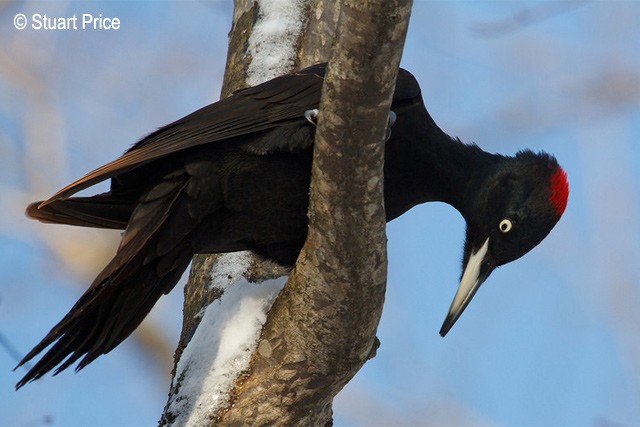 Black Woodpecker - ML378772451