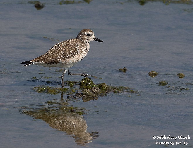 Black-bellied Plover - ML378772931