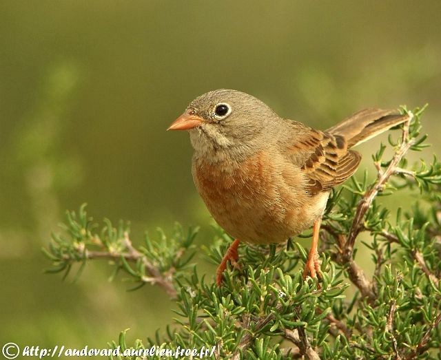 Gray-necked Bunting - AUDEVARD Aurélien