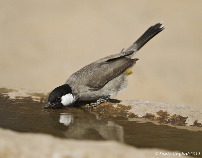 Bulbul Orejiblanco - ML378773791