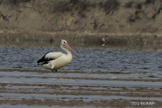 Australian Pelican - ML378774061