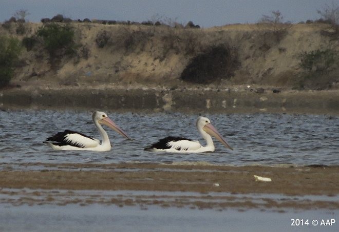 Australian Pelican - ML378774081