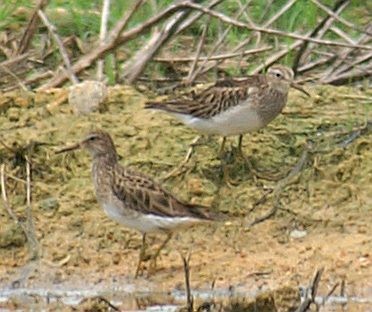 Pectoral Sandpiper - Dave Bakewell