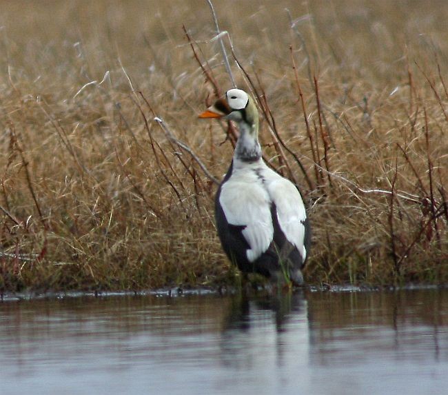 Spectacled Eider - Jochen Tamm