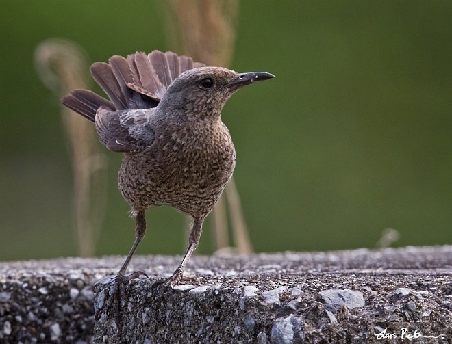 Blue Rock-Thrush (philippensis) - ML378775611