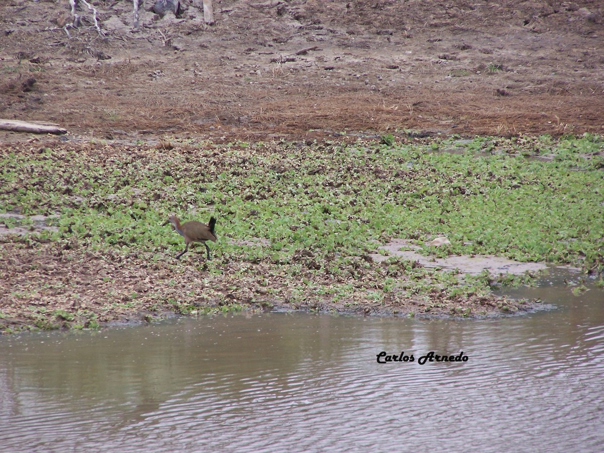 Giant Wood-Rail - ML37877571