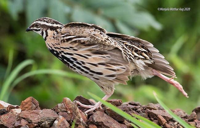 Rain Quail - ML378775731