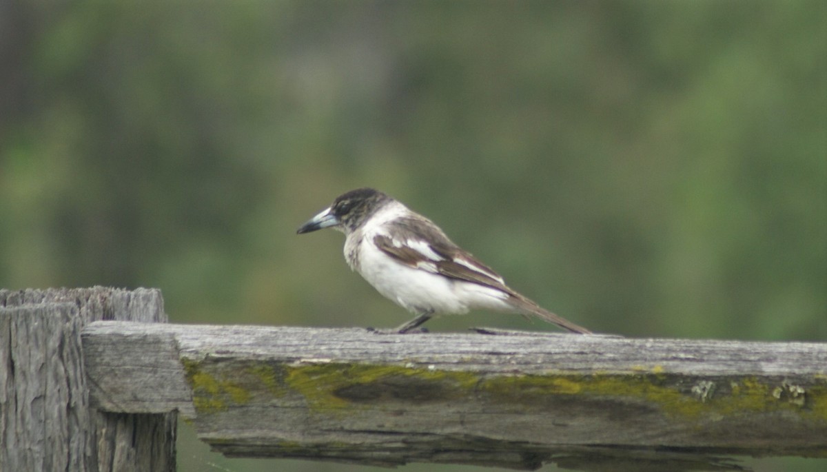 Pied Butcherbird - ML378776241