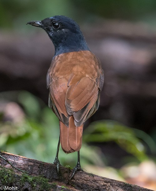 Sumatran Whistling-Thrush - ML378776341