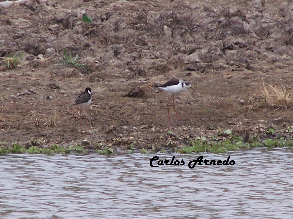 Black-necked Stilt - Carlos Arnedo