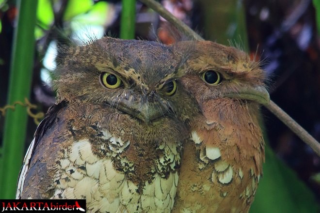 Javan Frogmouth - ML378776831