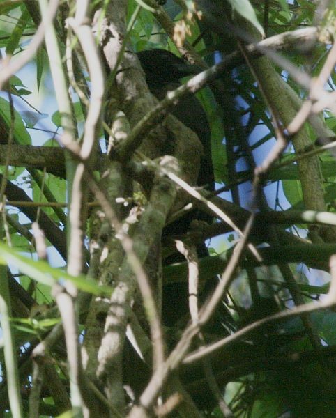 Black-hooded Coucal - ML378778131