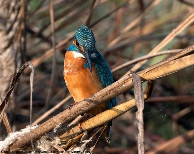 Common Kingfisher - Wg Cdr Vijay K Sethi