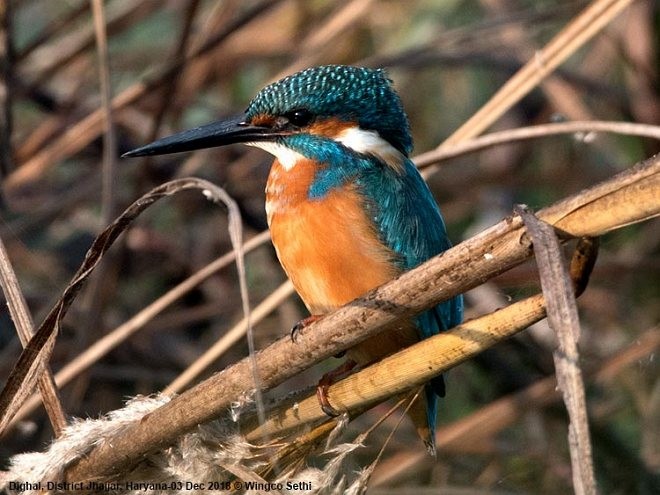 Common Kingfisher - Wg Cdr Vijay K Sethi
