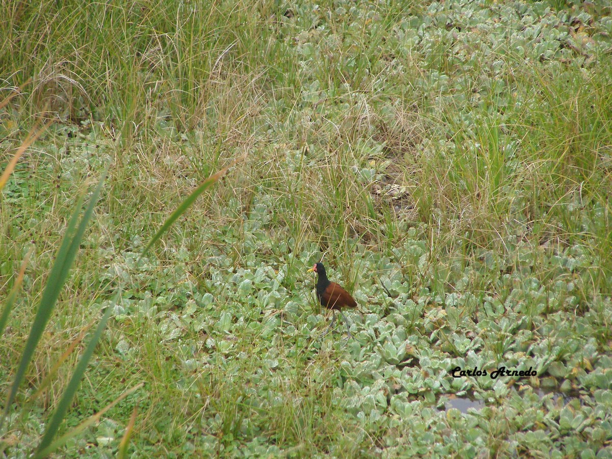 Wattled Jacana - Carlos Arnedo