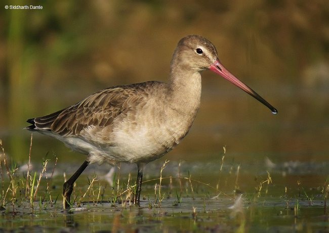 Black-tailed Godwit - ML378778341