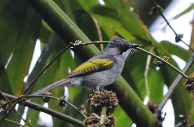 Ashy Bulbul (Ashy) - ML378779131