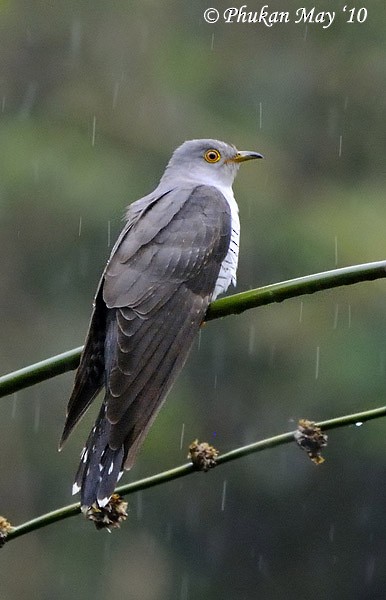 Common Cuckoo - ML378779141