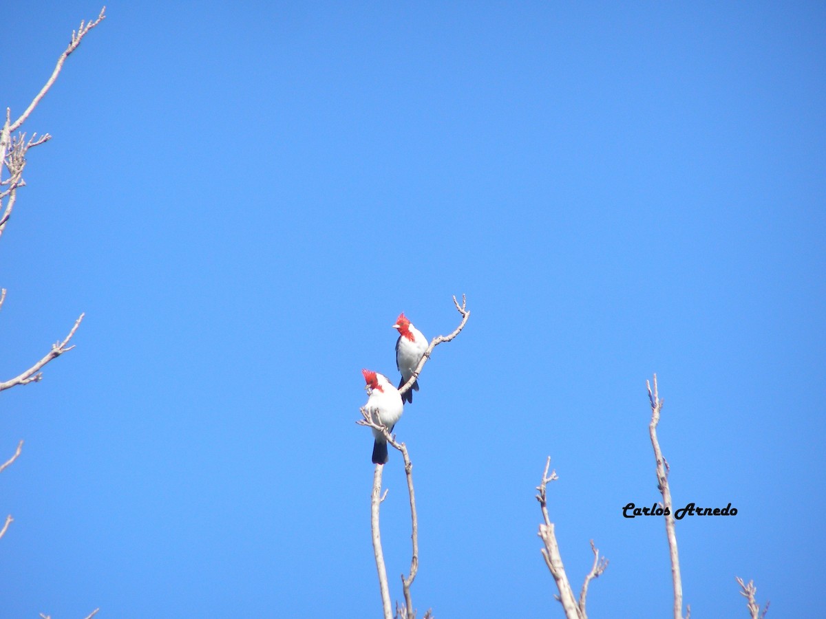 Red-crested Cardinal - Carlos Arnedo