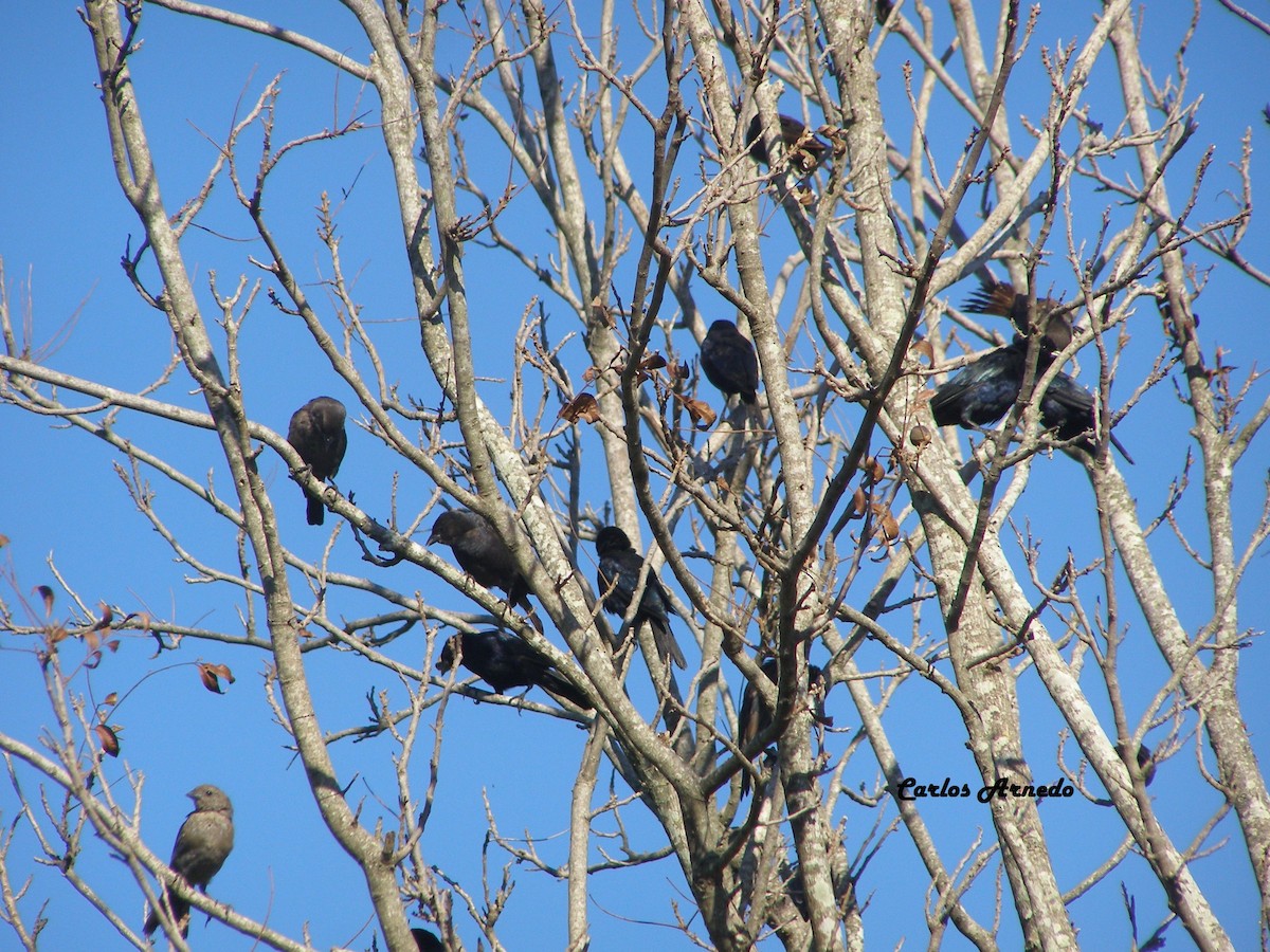 Shiny Cowbird - ML37878021