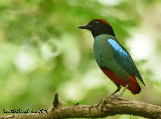Western Hooded Pitta (Chestnut-crowned) - ML378780341