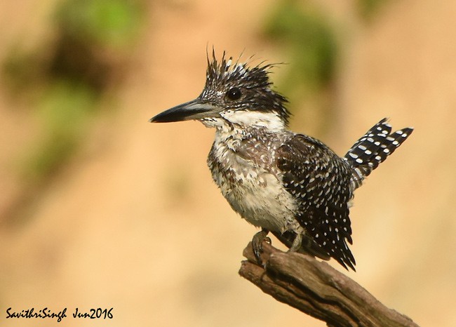 Crested Kingfisher - ML378780401